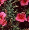 Petunia 'Primetime Red Vein', flowers