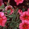 Petunia 'Primetime Red Vein', flowers