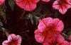 Petunia 'Primetime Red Vein', flowers