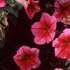 Petunia 'Primetime Red Vein', flowers