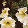Petunia 'Prism Sunshine', flowers