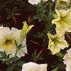 Petunia 'Prism Sunshine', flowers