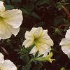 Petunia 'Prism Sunshine', flowers