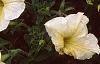 Petunia 'Prism Sunshine', flowers
