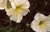 Petunia 'Prism Sunshine', flowers