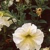 Petunia 'Prism Sunshine', flowers