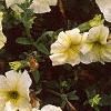 Petunia 'Prism Sunshine', flowers