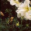 Petunia 'Prism Sunshine', flowers