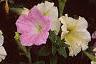 Petunia 'Prism Sunshine', flowers