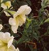 Petunia 'Prism Sunshine', flowers