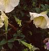 Petunia 'Prism Sunshine', flowers