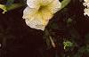 Petunia 'Prism Sunshine', flowers