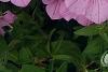 Petunia 'BHTUN6202', flowers