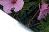 Petunia 'BHTUN6202', flowers