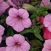 Petunia 'BHTUN6202', flowers