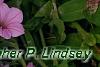 Petunia 'BHTUN6202', flowers