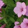Petunia 'BHTUN6202', flowers
