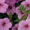 Petunia 'BHTUN6202', flowers