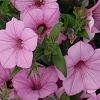 Petunia 'BHTUN6202', flowers