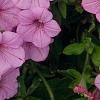 Petunia 'BHTUN6202', flowers
