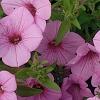 Petunia 'BHTUN6202', flowers