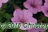 Petunia 'BHTUN6202', flowers