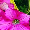 Petunia 'Supertunia Raspberry Blast', flowers