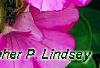 Petunia 'Supertunia Raspberry Blast', flowers