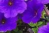 Petunia 'Supertunia Royal Velvet', flowers