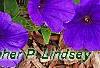 Petunia 'Supertunia Royal Velvet', flowers
