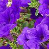Petunia 'Supertunia Royal Velvet', flowers
