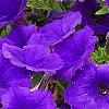 Petunia 'Supertunia Royal Velvet', flowers