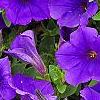 Petunia 'Supertunia Royal Velvet', flowers