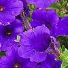 Petunia 'Supertunia Royal Velvet', flowers