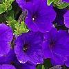 Petunia 'Supertunia Royal Velvet', flowers