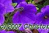 Petunia 'Supertunia Royal Velvet', flowers