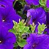 Petunia 'Supertunia Royal Velvet', flowers