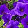 Petunia 'Supertunia Royal Velvet', flowers