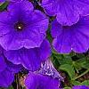 Petunia 'Supertunia Royal Velvet', flowers