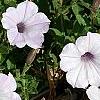 Petunia 'Supertunia Silver', habit