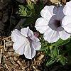 Petunia 'Supertunia Silver', habit