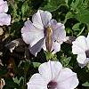 Petunia 'Supertunia Silver', habit