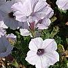 Petunia 'Supertunia Silver', habit