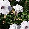 Petunia 'Supertunia Silver', habit