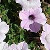 Petunia 'Supertunia Silver', habit