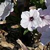 Petunia 'Supertunia Silver', habit