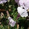 Petunia 'Supertunia Silver', habit