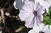 Petunia 'Supertunia Silver', habit