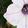 Petunia 'Supertunia Silver', flowers