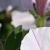 Petunia 'Supertunia Silver', flowers